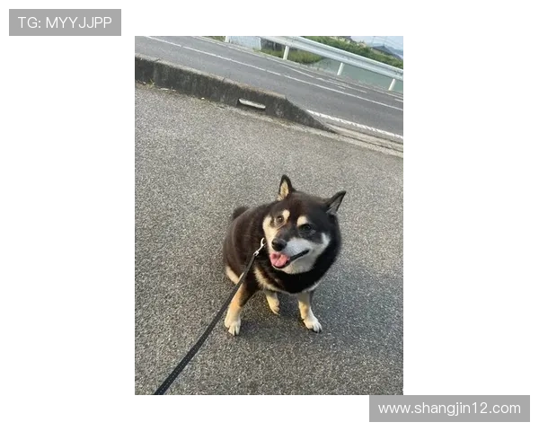 如何顺利完成红宝石平台登录步骤与技巧